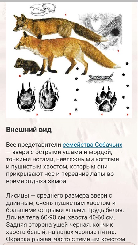 ЭкоГид: Звери - Следы, Голоса и Определитель — Книги и справочники, скриншот интерфейса 8