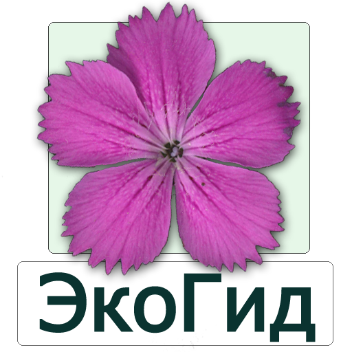 ЭкоГид: Цветы – Фото, Атлас и Определитель