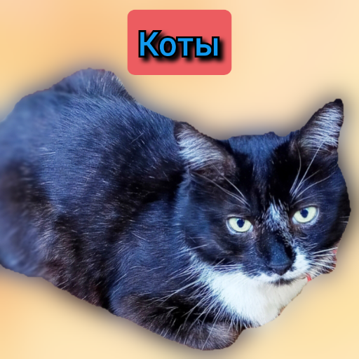Коты 