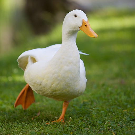 DuckDuckHypnoDuck
