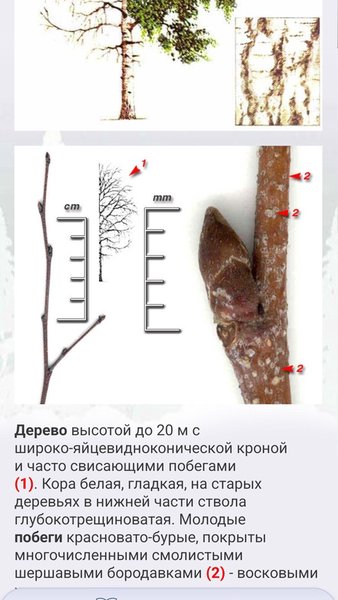 ЭкоГид: Деревья зимой - Атлас и Определитель — Книги и справочники, скриншот интерфейса 4