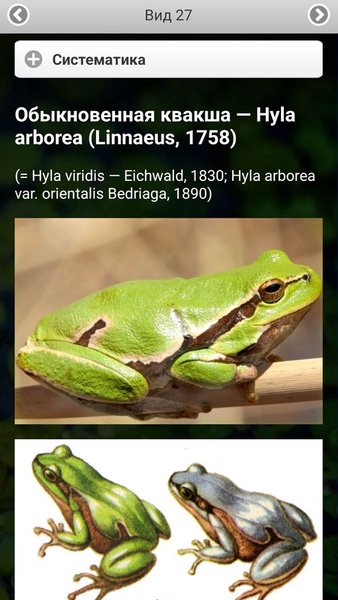 ЭкоГид: Амфибии - Фото, Голоса и Определитель — Книги и справочники, скриншот интерфейса 4