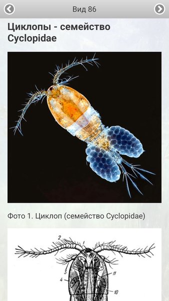 ЭкоГид: Пресноводные беспозвоночные - Определитель — Книги и справочники, скриншот интерфейса 4