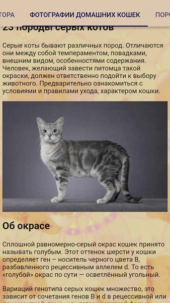 Коты  — Обучающие, скриншот интерфейса 2