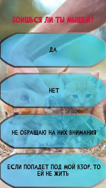 Тест: Какой ты котик? — Другие, скриншот интерфейса 2