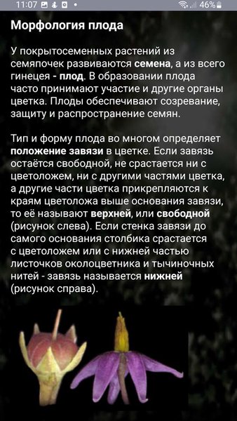 ЭкоГид: Деревья летом - Атлас и Определитель — Книги и справочники, скриншот интерфейса 5