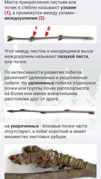 ЭкоГид: Деревья зимой - Атлас и Определитель — Книги и справочники, скриншот интерфейса 5