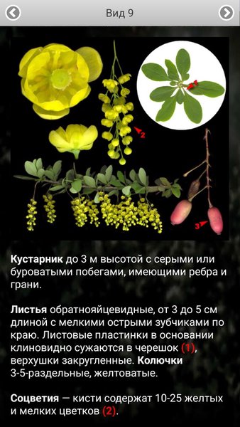 ЭкоГид: Деревья летом - Атлас и Определитель — Книги и справочники, скриншот интерфейса 8