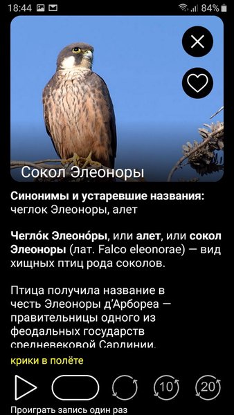 Птицы Европы PRO — Книги и справочники, скриншот интерфейса 5